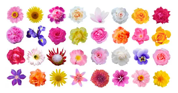 Photo of Macro photo of flowers set: rose, iris, orchid, peony, zinnia, cirsium, protea, cactus flower, bristly rose, common mallow, magnolia on a white isolated background