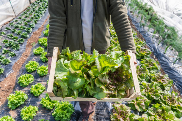 istock Organic farmer showing the lettuce harvest 1309238636