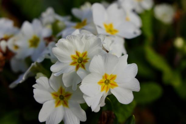 istock White flowers of common primrose blooming in the spring. 1309239842