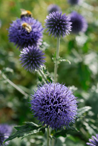 globethistle du sud - azurite photos et images de collection