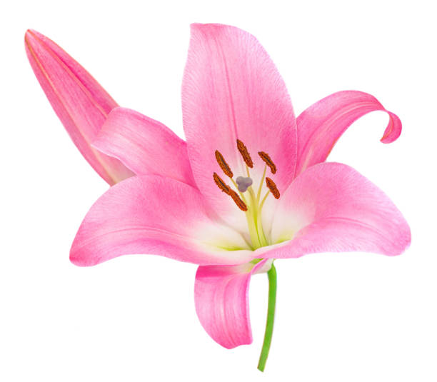 istock Pink Lily flower isolated on white background. Beautiful tender Lilly