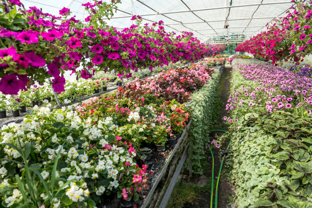 istock Many colored flowers during seasonal blossoming 1309241187