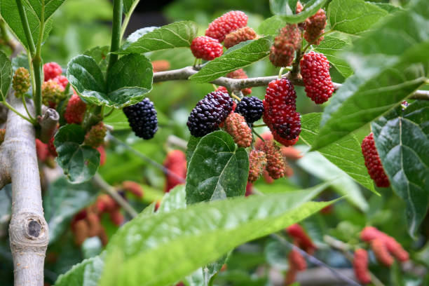 istock Fresh and organic mulberry fruits 1309242168