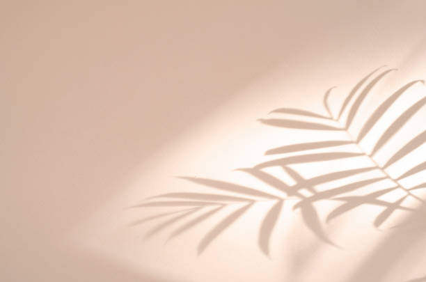 Botanical pink background with shadow of palm leaves.