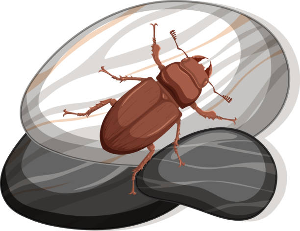 Top view of carabidae on a stone on white background Top view of carabidae on a stone on white background illustration ground beetle stock illustrations