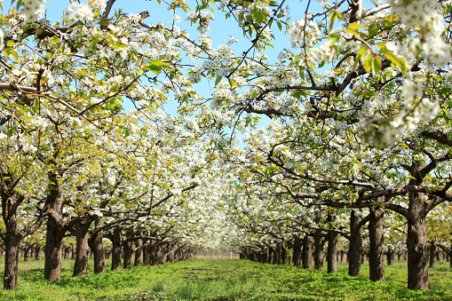 The pear trees blossom in spring