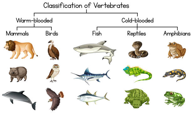 Diagram showing Classification of Vertebrates Diagram showing Classification of Vertebrates illustration bills lions stock illustrations