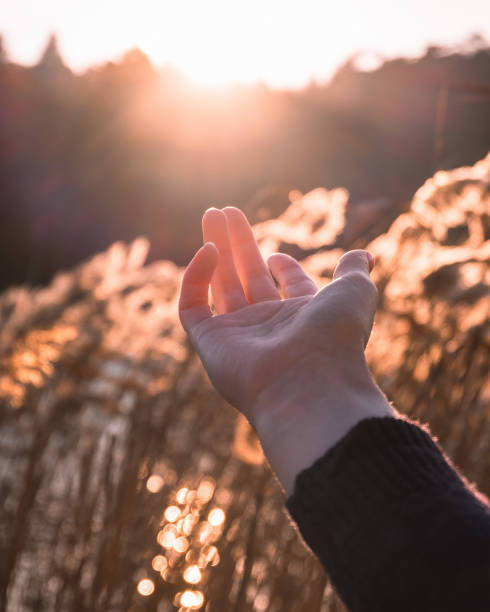istock Hand reaching to the sun, wheat field 1309245897