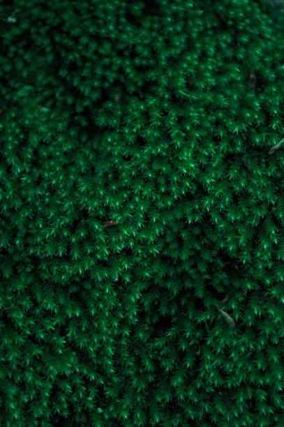 istock Green moss texture. Close up of natural surface 1309245898
