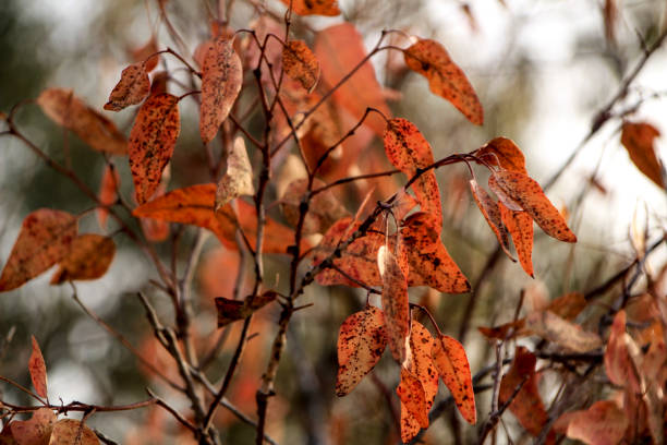 Red Eucalyptus leaves texture in a foggy day in winter