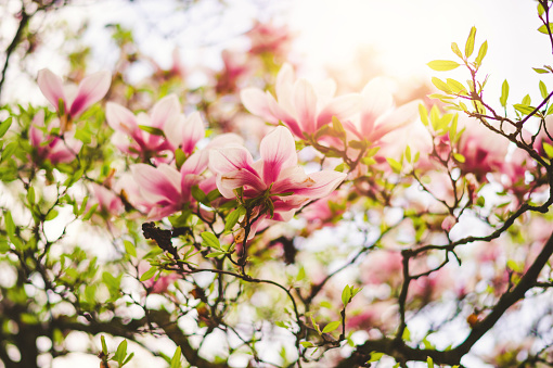 Blooming pink magnolia in the blue sky. Spring. Garden. A beautiful flowering, flowering tree. beautiful blooming branch of magnolia in spring - magnolia flower. Spring flowering. panorama
