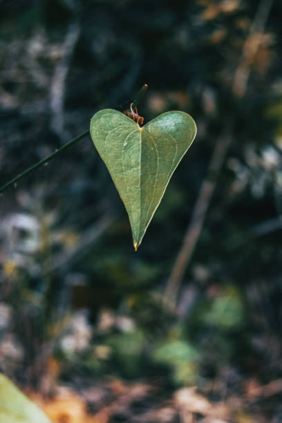 istock leave close up view of a smilax 1309246815