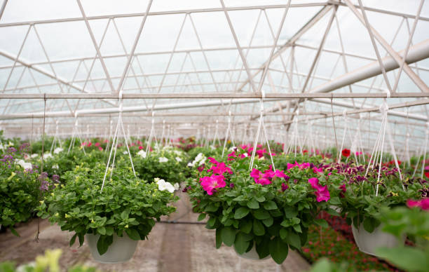 istock Smart greenhouse, modern hydroponics and plant care 1309248996