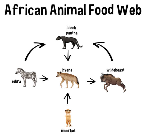 Hyenas Eating stock vectors Biology Diagrams