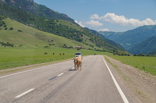 near Teberda, Karachay-Cherkessia, Russia - Jun 19, 2019: Cow in middle of road. Trip on North Caucasus. Sunny summer day. Nature and travel.