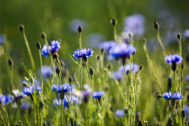 Violet cornflowers blooming on a summer meadow.