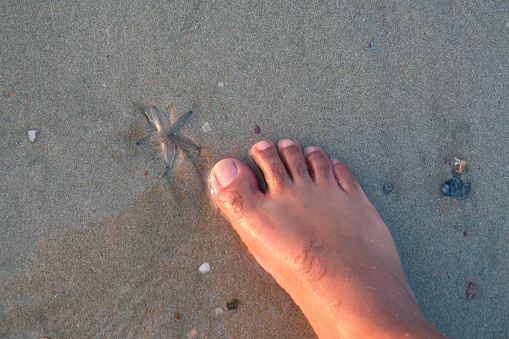 Stock photo showing an elevated view of a starfish and seashells washed up on a sandy beach in Palolem Beach, Goa, India.