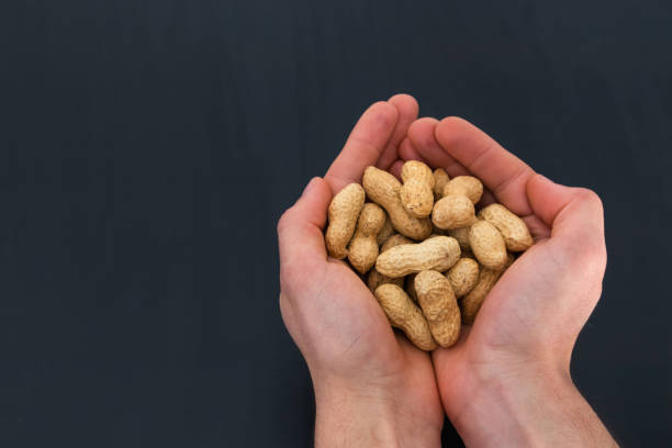 istock person holding peanuts on his hands with black background and copy space 1309250930