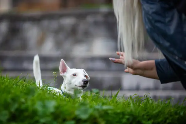 Jack Russell pay attention to owner at dogschool