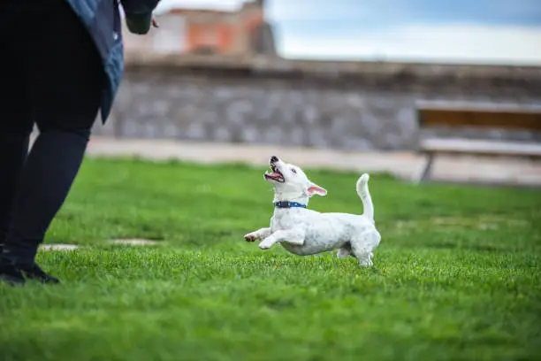 Jack Russell pay attention to owner at dogschool