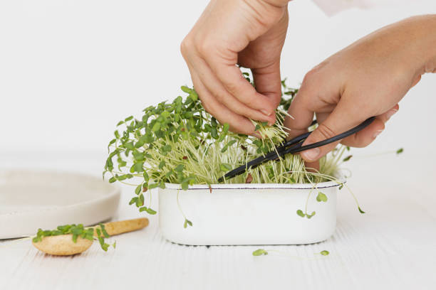 istock Hands cutting fresh flax sprouts with scissors from sprouter at spoon and modern plate on white wood 1309252703