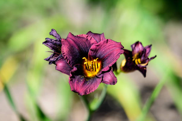 Vivid dark red Hemerocallis Siloam Paul Watts plant, know as daylily, Lilium or Lily plant in a British cottage style garden in a sunny summer day, beautiful outdoor background photographed with soft focus vívida planta hemerocallis siloam paul watts de color rojo oscuro vivo, conocido como daylily, lilium o lily plantan en un jardín de estilo cabaña británico en un soleado día de verano, hermoso fondo al aire libre fotografiado con enfoque suave