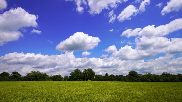 Meadow of Wheat