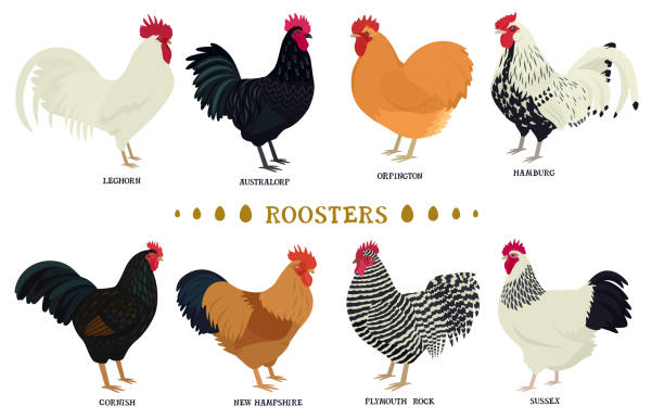 ilustraciones, imágenes clip art, dibujos animados e iconos de stock de gallos pollos domésticos vector plano ilustración avicultura - plymouth rock