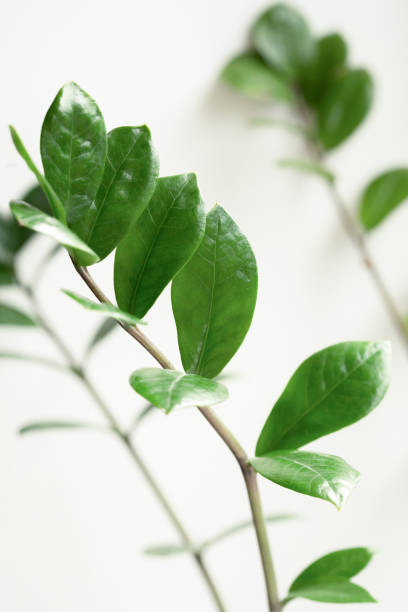 istock Zamioculcas leaves on white bacground. 1309253798