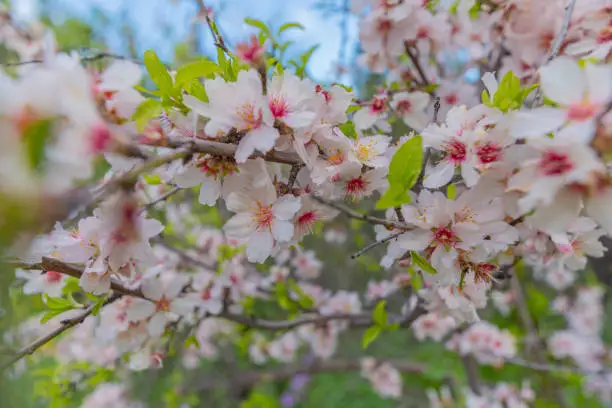 Close up of flowers, leaves and branches of fully blooming cherry trees in spring