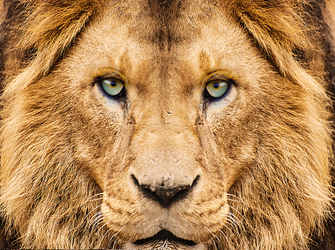 Retrato de un león photo