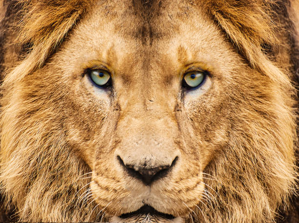 retrato de un león - leon fotografías e imágenes de stock