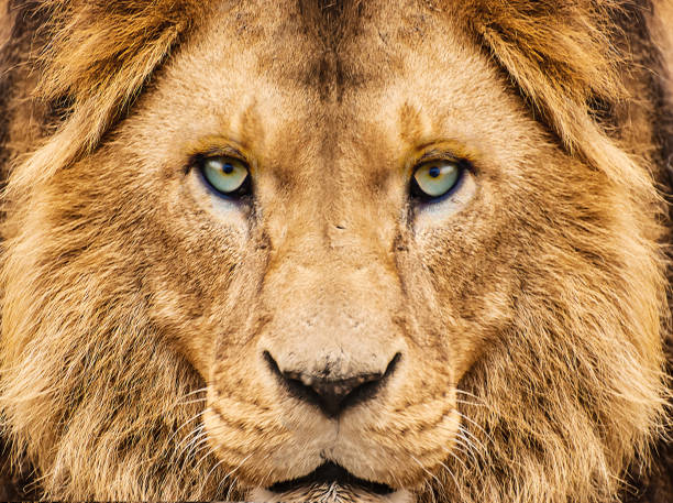 портрет льва - lion africa undomesticated cat portrait стоковые фото и изображения