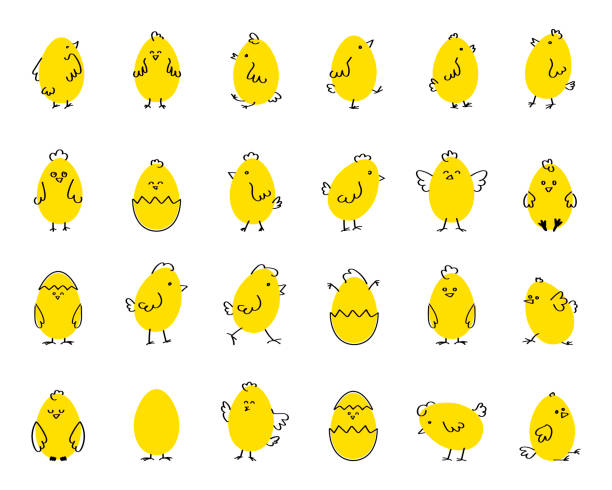 illustrations, cliparts, dessins animés et icônes de poulets mignons drôles de pâques, illustration plate de vecteur sur le fond d’isolement blanc. ensemble - oisillon