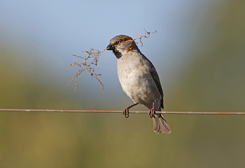 Kenya Sparrow (Passer rufocinctus) adult male perched on wire with nest material\