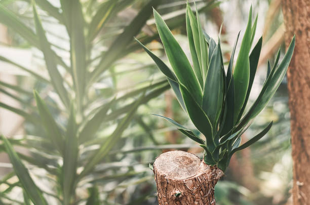 yucca con foglie verdi e tronco marrone - yucca foto e immagini stock