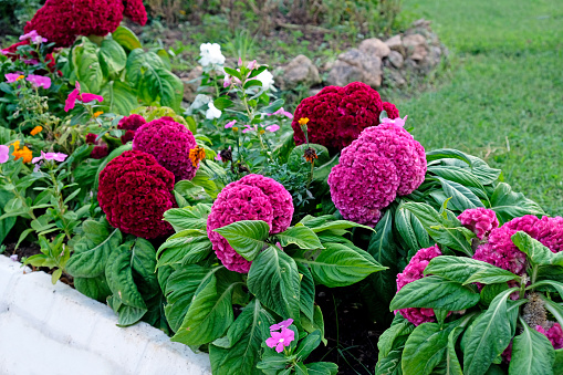 Velvet flowers in the flowerbed in summer. Celosia comb burgundy and pink in landscape design. Celosia is a herb from the Amaranth family