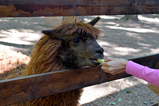 A girl feeds a brown llama at the zoo. A llama with long hair eats an apple from her hands.