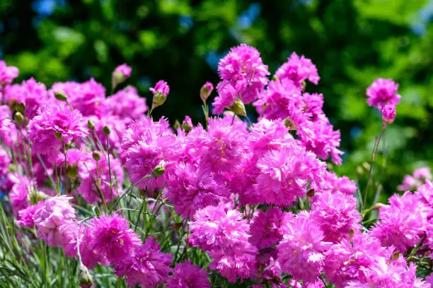 Many small vivid pink flowers of Dianthus carthusianorum plant, commonly known as Carthusian pink in a British cottage style garden in a sunny summer day, beautiful outdoor floral background