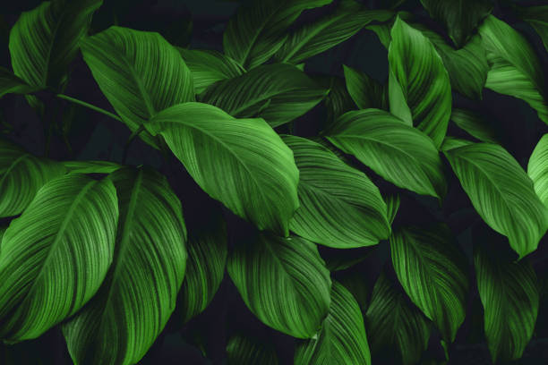 istock abstract green leaf texture, nature background, tropical leaf 1309257812