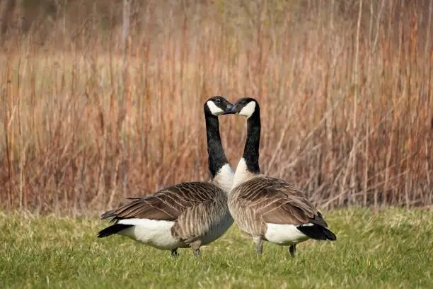 Two Canada geese on a green meadow with dried reeds in the background.