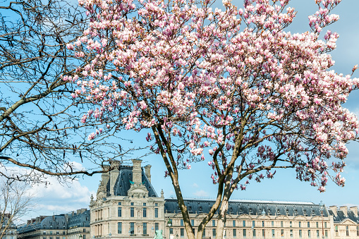 Paris : a blooming magnolia in Jardin des Tuileries in spring, with Louvre museum in background. Paris in France. March 19, 2021.