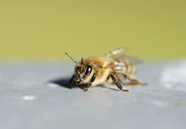 European honey bee also known as Apis mellifera pollinating the sweet scented marigold flower.