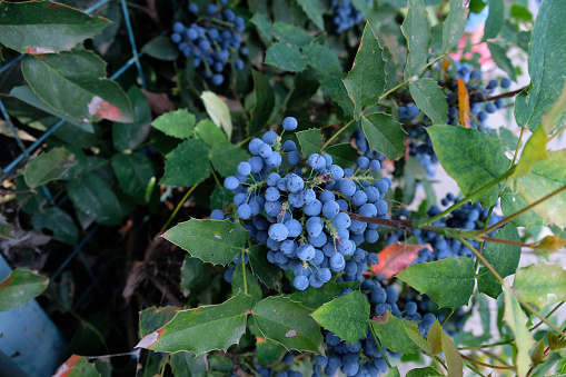 Mahonia is an evergreen shrub. Mahonia fruits, blue berries on an ornamental shrub in the garden.