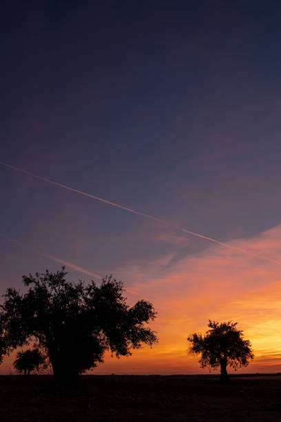 istock Tree silhouettes at sunset with the sun shoving over the horizon 1309261402