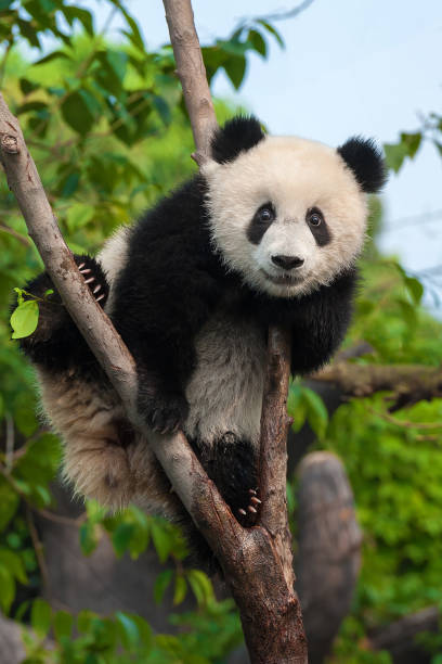 Giant panda bear climbing in tree Giant panda bear eating bamboo leaves in nature reserve in China panda species stock pictures, royalty-free photos & images