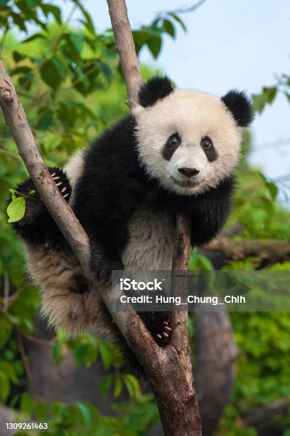 Giant Panda Bear Climbing In Tree Stock Photo - Download Image Now - Panda - Animal, Cub, Endangered Species