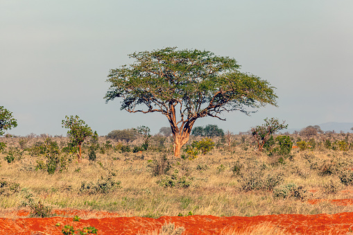 African Acacia Tree with red dirt at wildlife