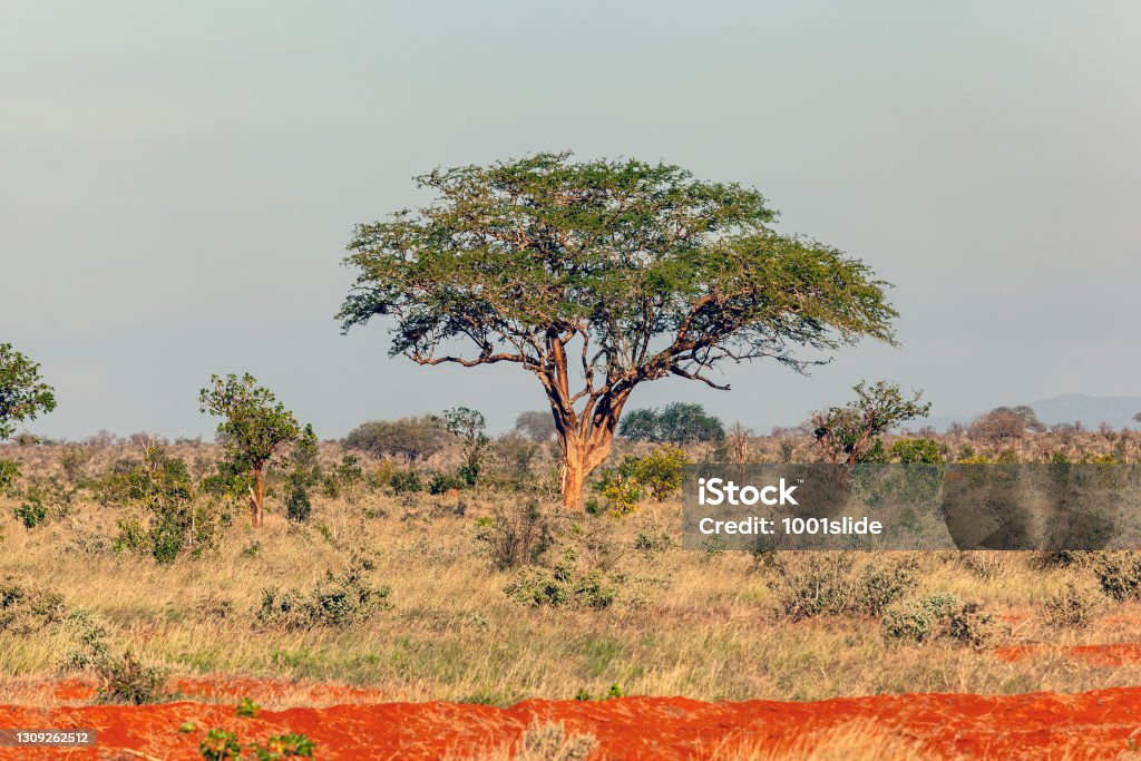 African Acacia Tree with red dirt at wildlife Acacia Tree Stock Photo