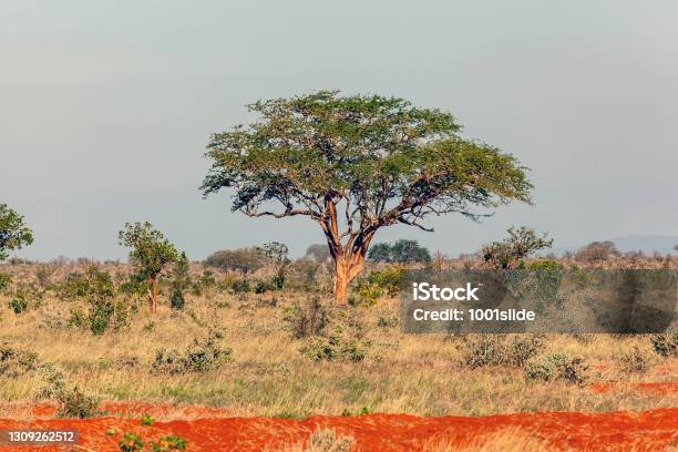 African Acacia Tree With Red Dirt At Wildlife Stock Photo - Download Image Now - Acacia Tree, Accidents and Disasters, Animal Wildlife